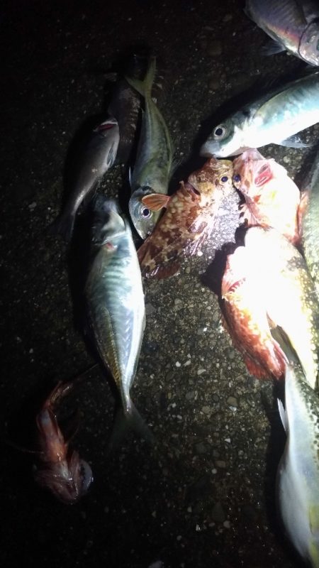 4/24釣果　ずっと雨でした