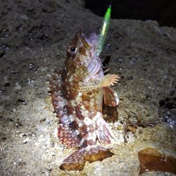 【メバリング】休日①