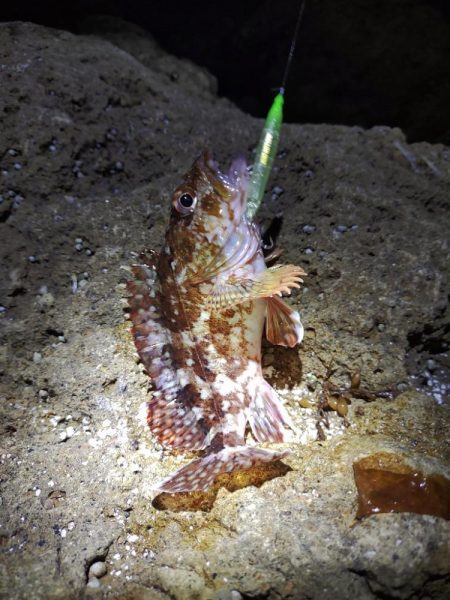 【メバリング】休日①