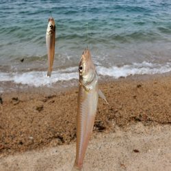 敦賀のキス偵察