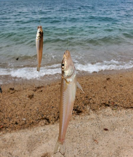 敦賀のキス偵察