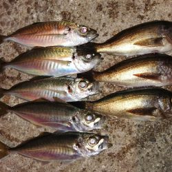 季節と釣果が反比例