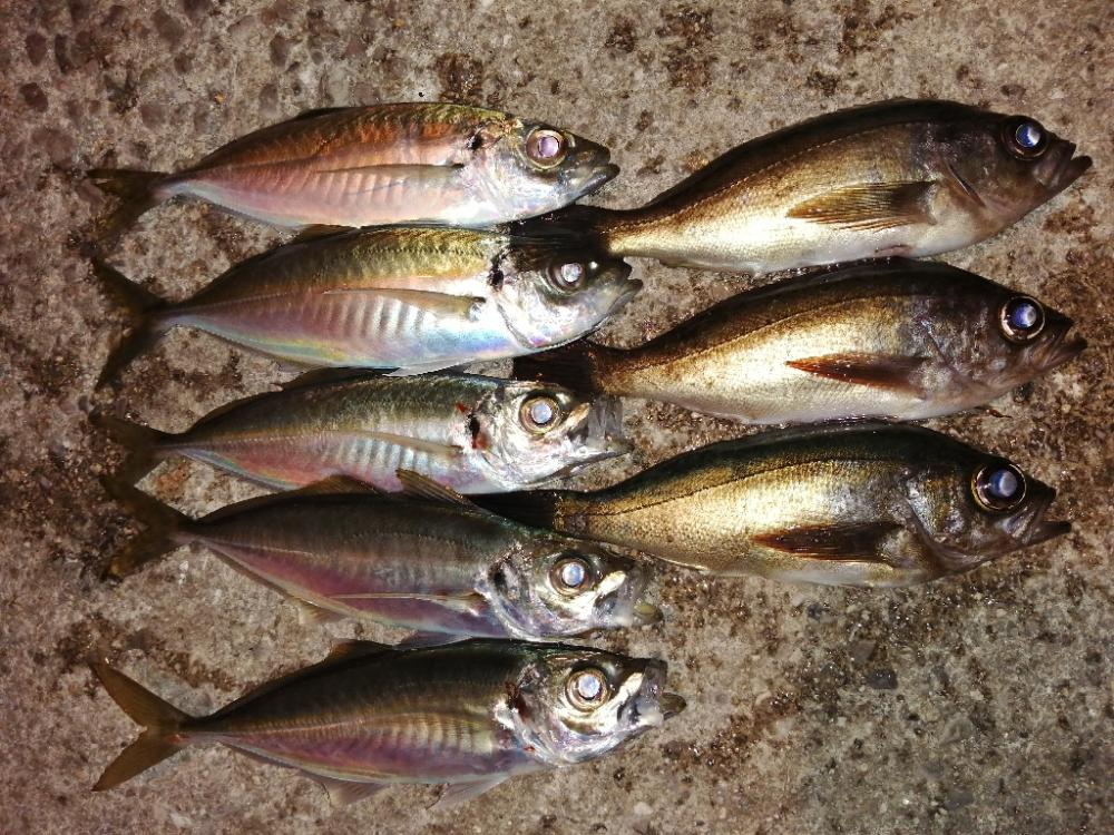 季節と釣果が反比例