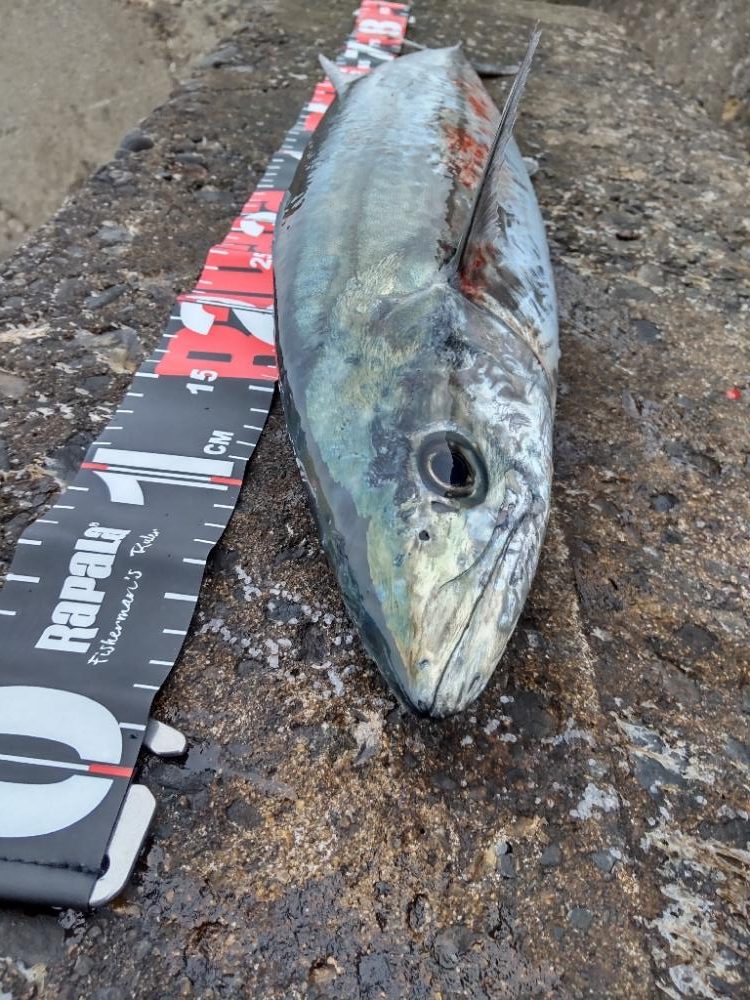 ショアプラッキング