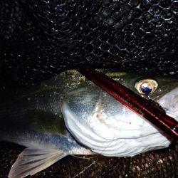 バチ抜けシーバス