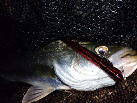 バチ抜けシーバス