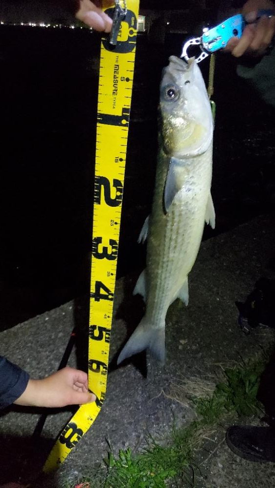 チニング　ワーム３インチ