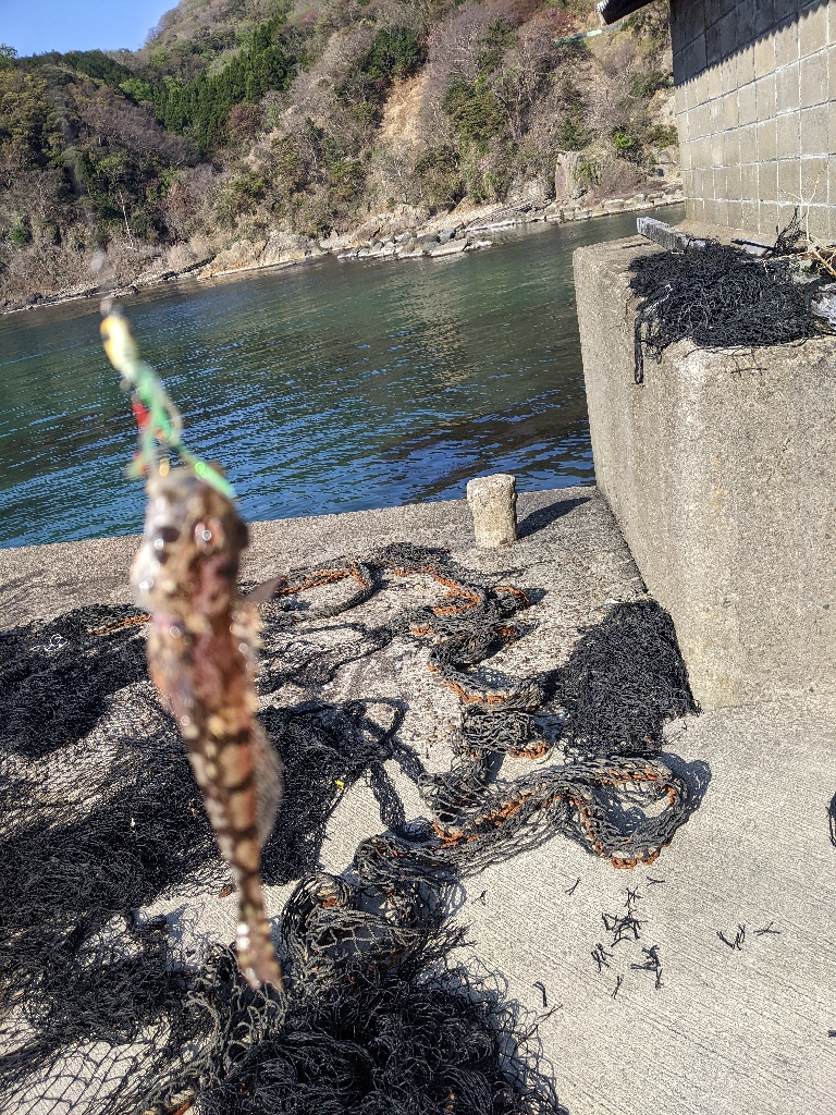 週末のオカッパリ調査