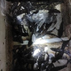 ボートメバリング