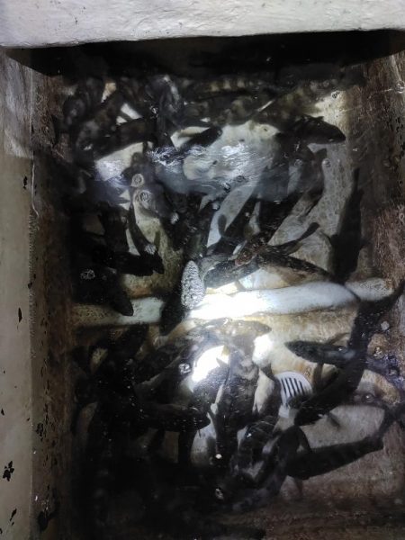 ボートメバリング