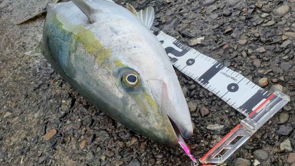 またまたまたブリった!