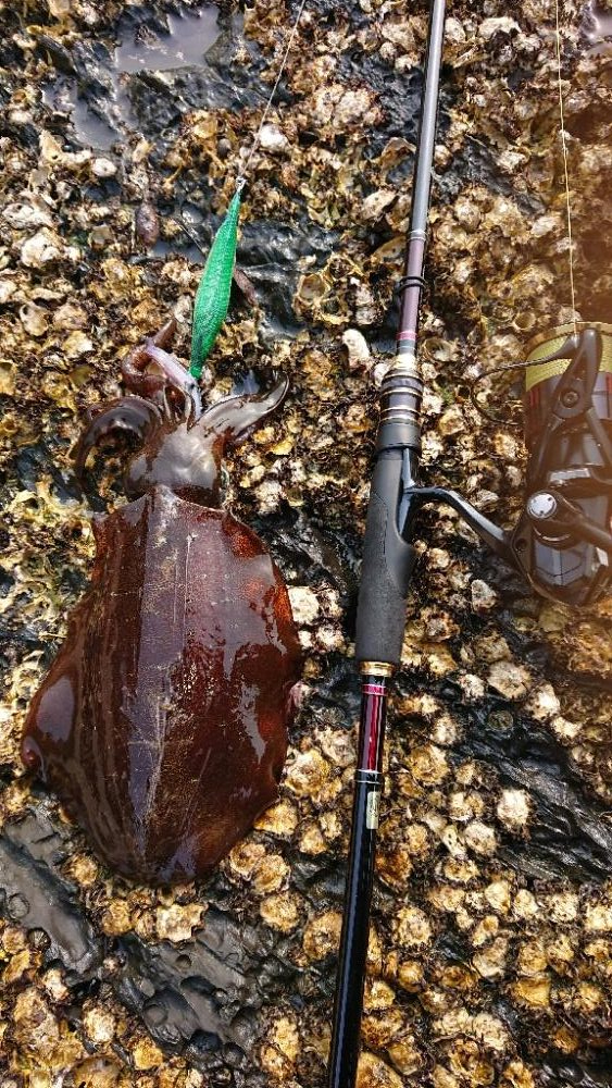 対馬エギング釣果……36