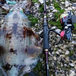 対馬エギング釣果……34