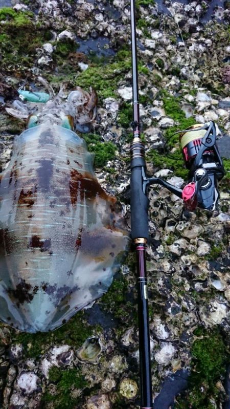 対馬エギング釣果……34