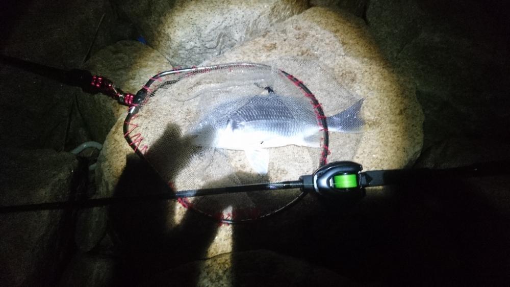 シーバス釣りたい