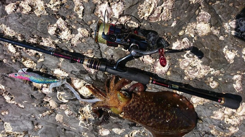 対馬エギング釣果……41