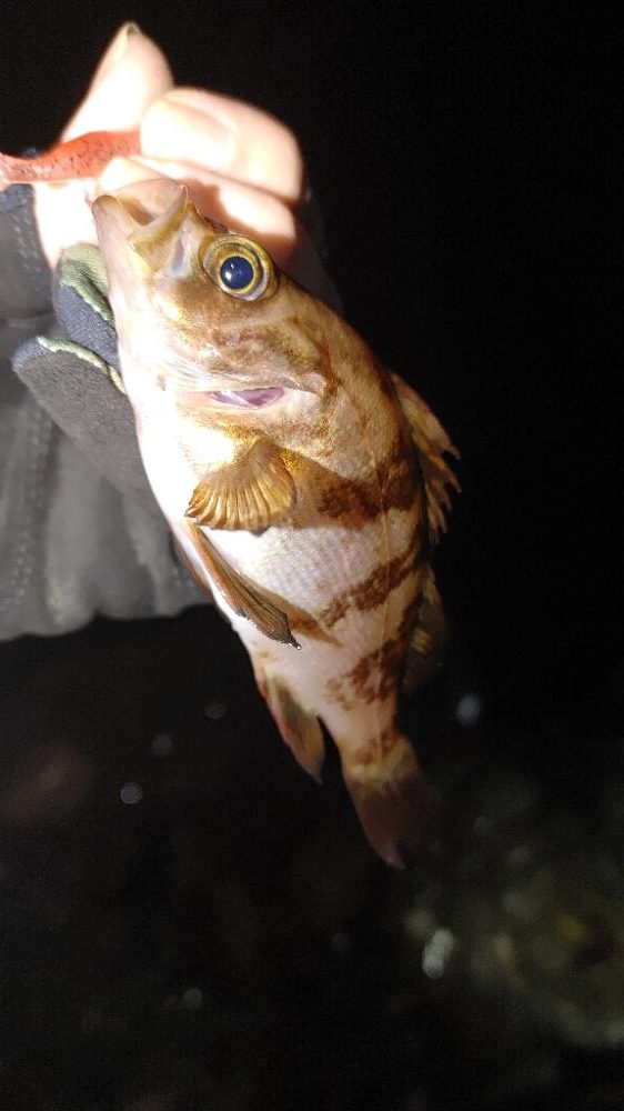 シーバス　メバル