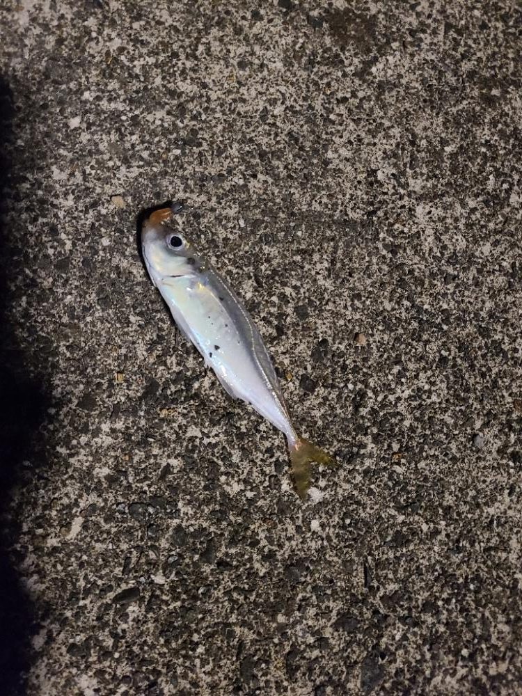 結局いつもの···