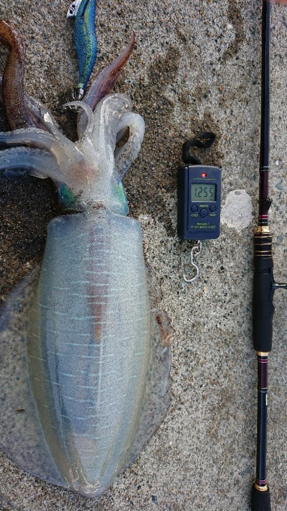 対馬エギング釣果……37