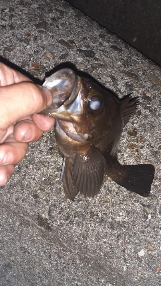 メバリングへいってくる。