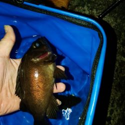 フロートゲーム～