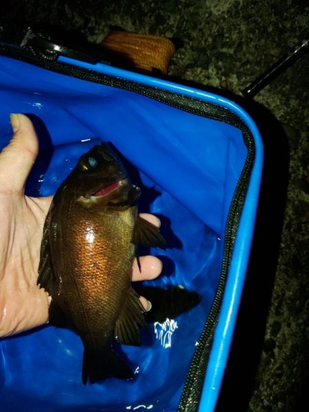 フロートゲーム～