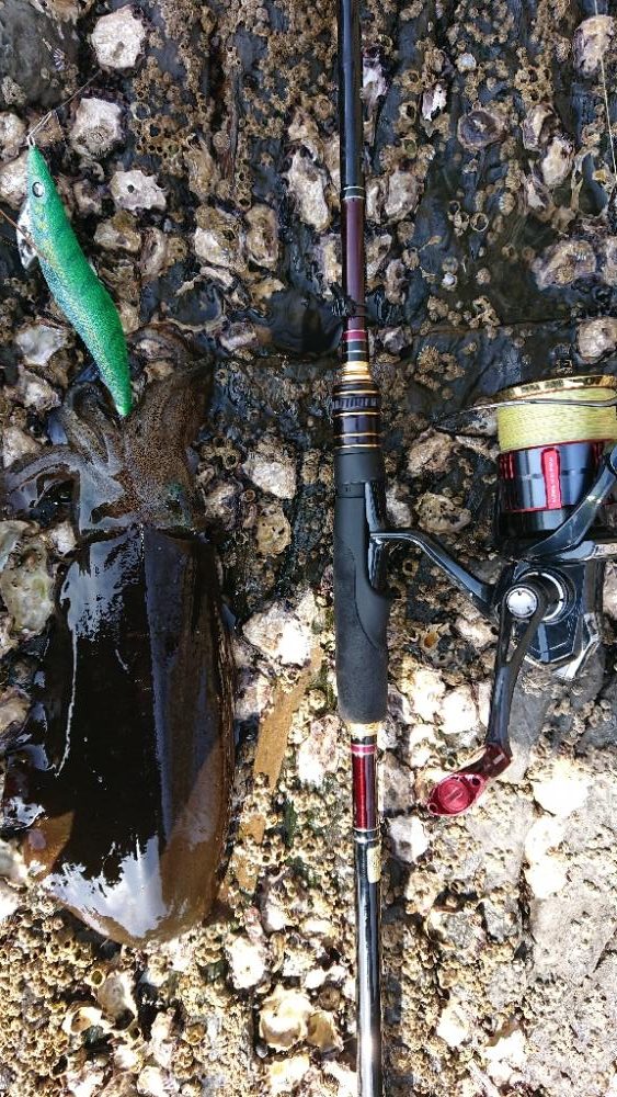 対馬エギング釣果……38