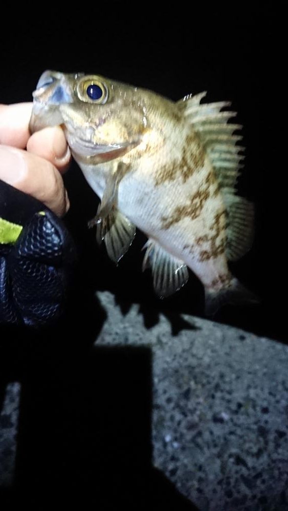 グッドコンディション