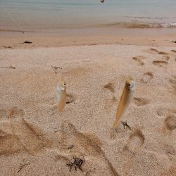 敦賀のキス上向き⤴️