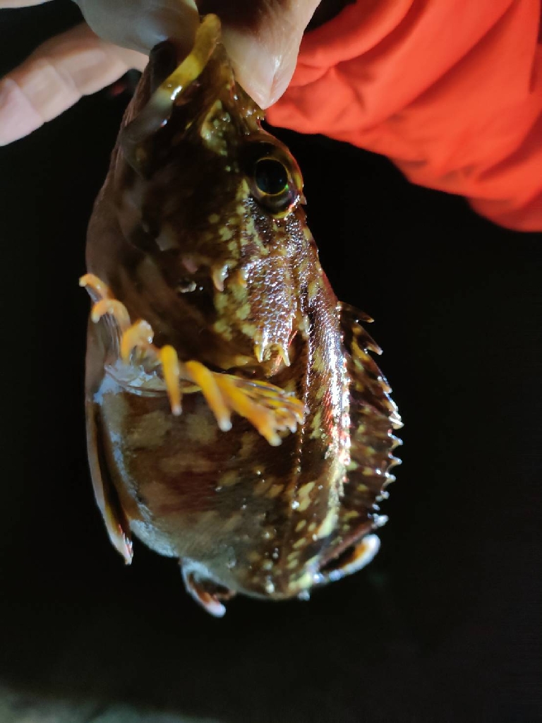 直江津にて春のカサゴ祭り
