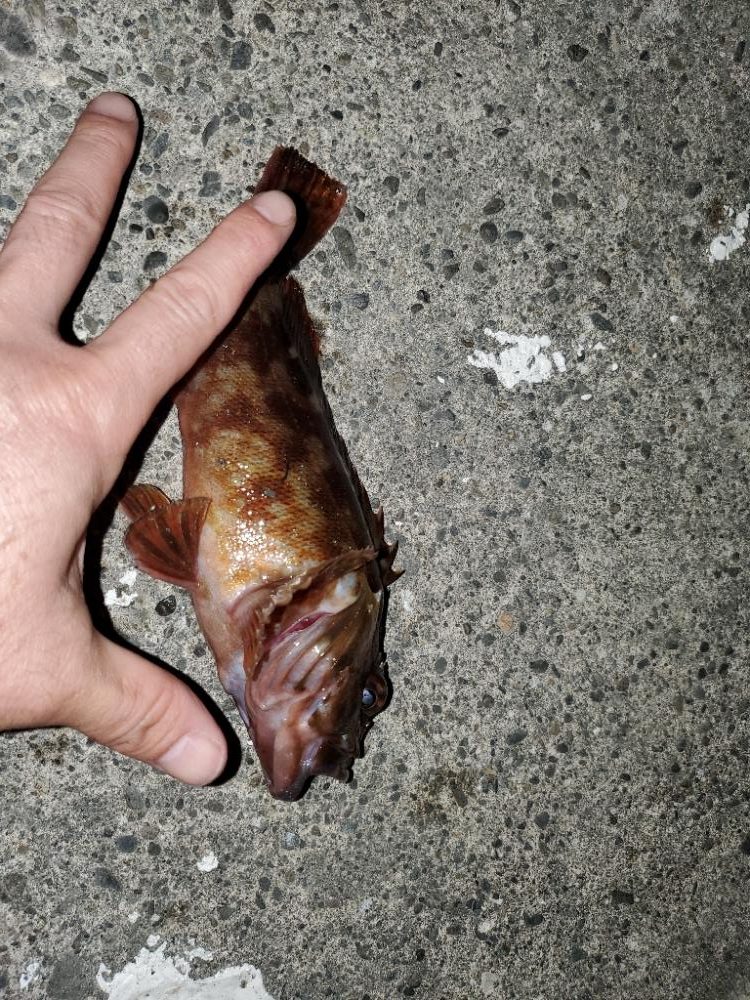 メバリング→ガシリングに