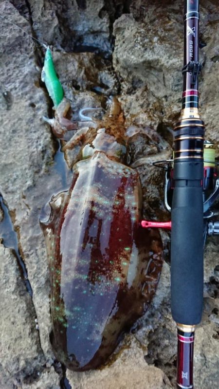 対馬エギング釣果……35