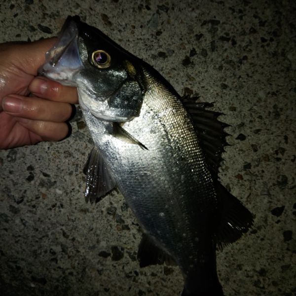 尺メバル(泣)フロートゲーム