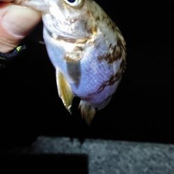 まだのようで。