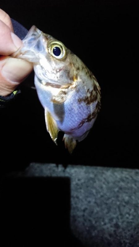 まだのようで。