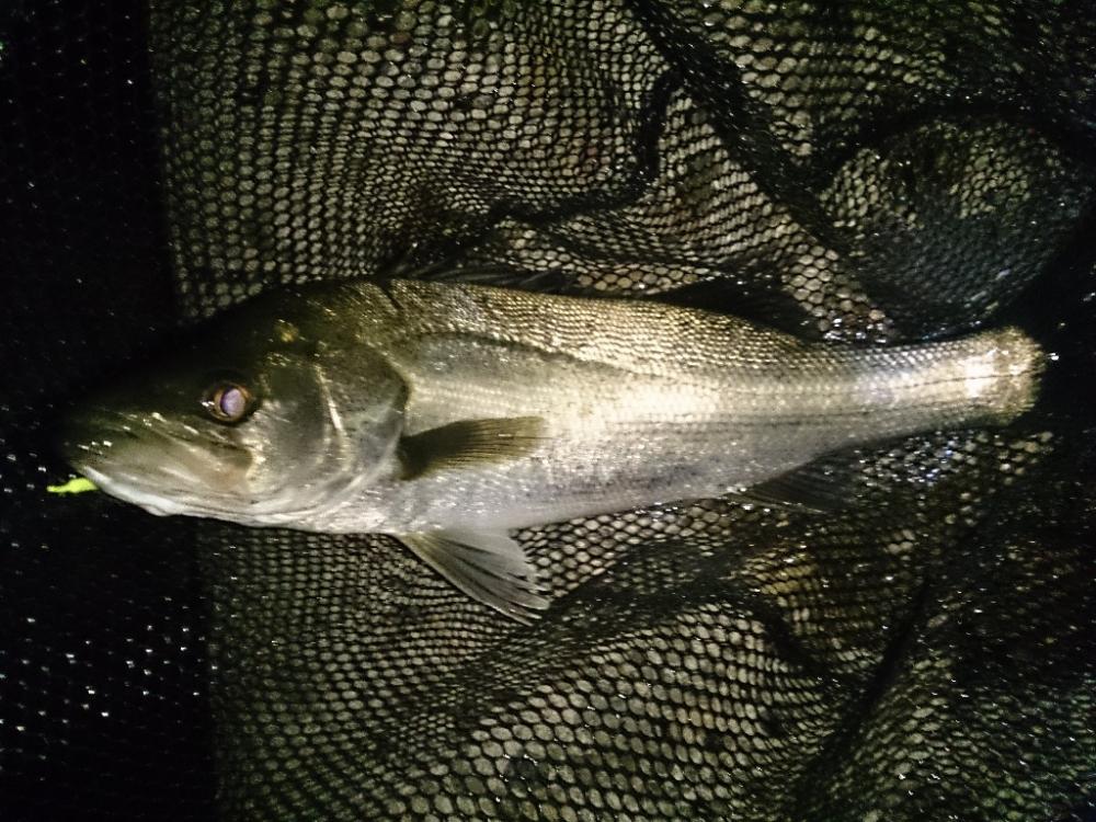 バチ抜けシーバス?