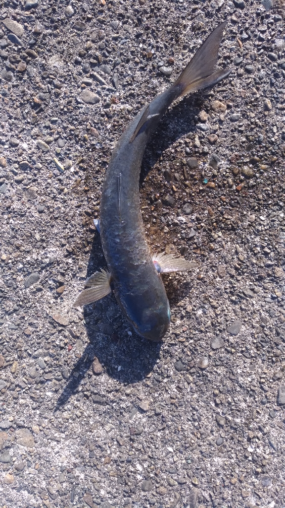 4/17釣果 波止から36センチのグレ!