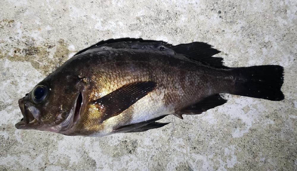 シーズンスタート