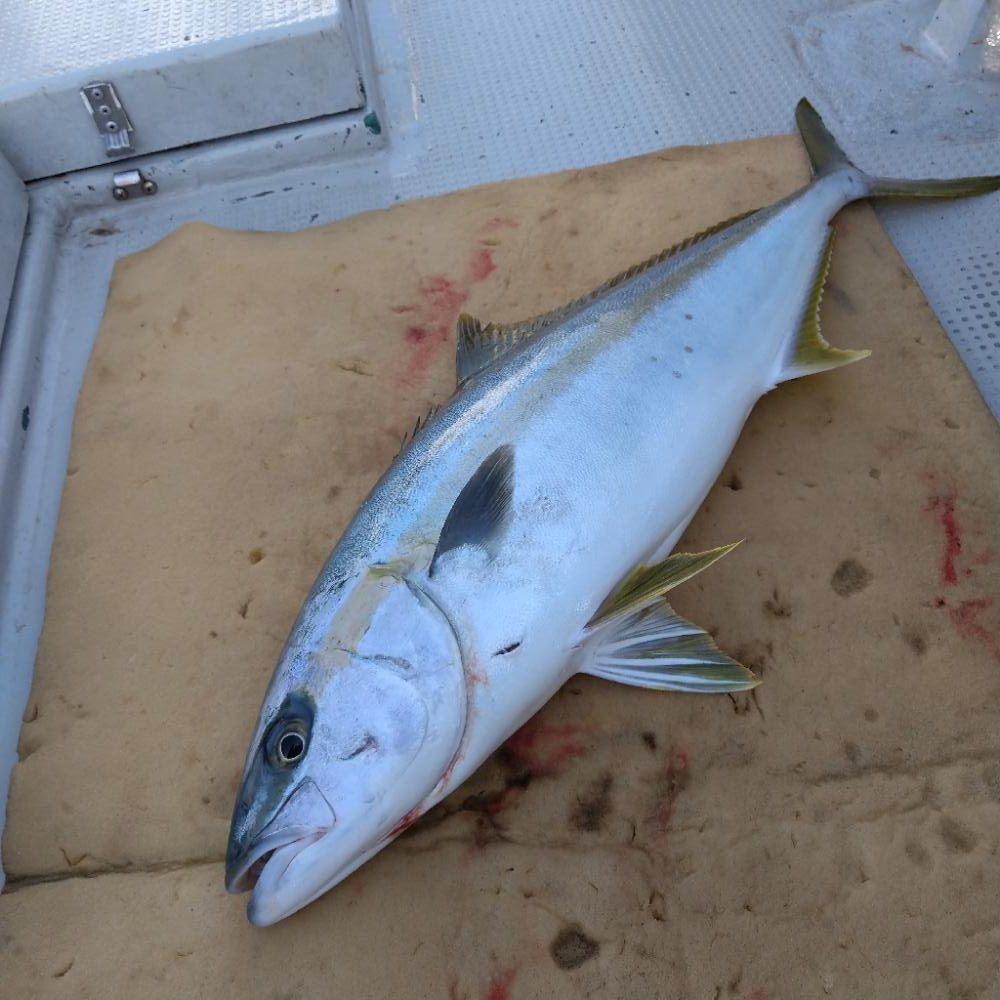 山口県見島沖のジギング