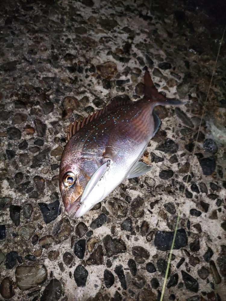 嬉しいゲストが・・・