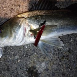 バチ抜けシーバス