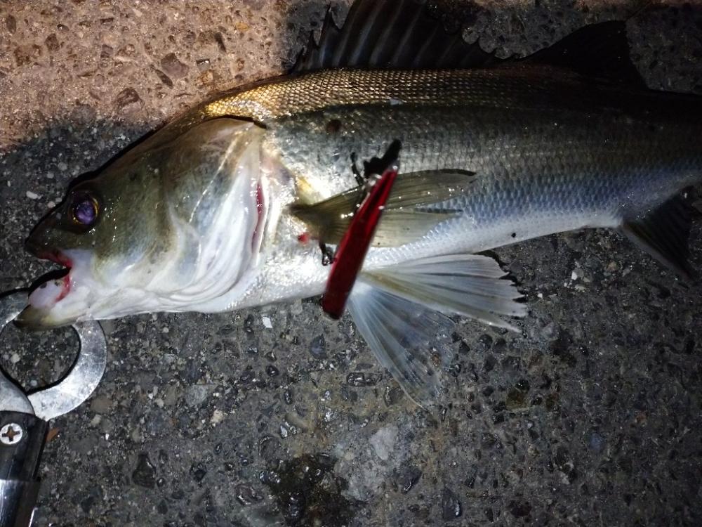 バチ抜けシーバス