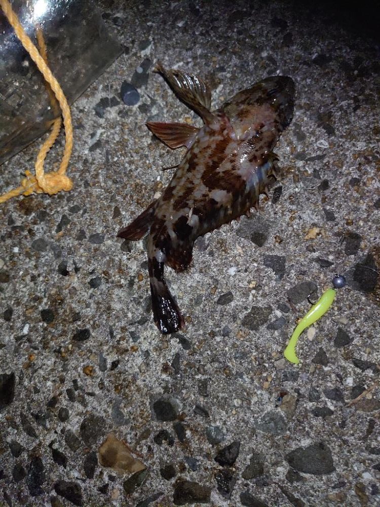 ∞Gからのメバル!