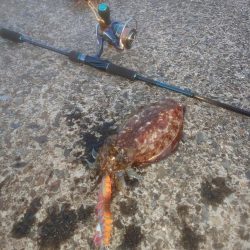 幸せの幸ちゃんとボラ