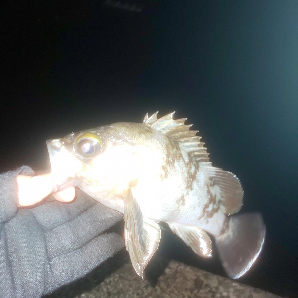 メバリングでオコゼ
