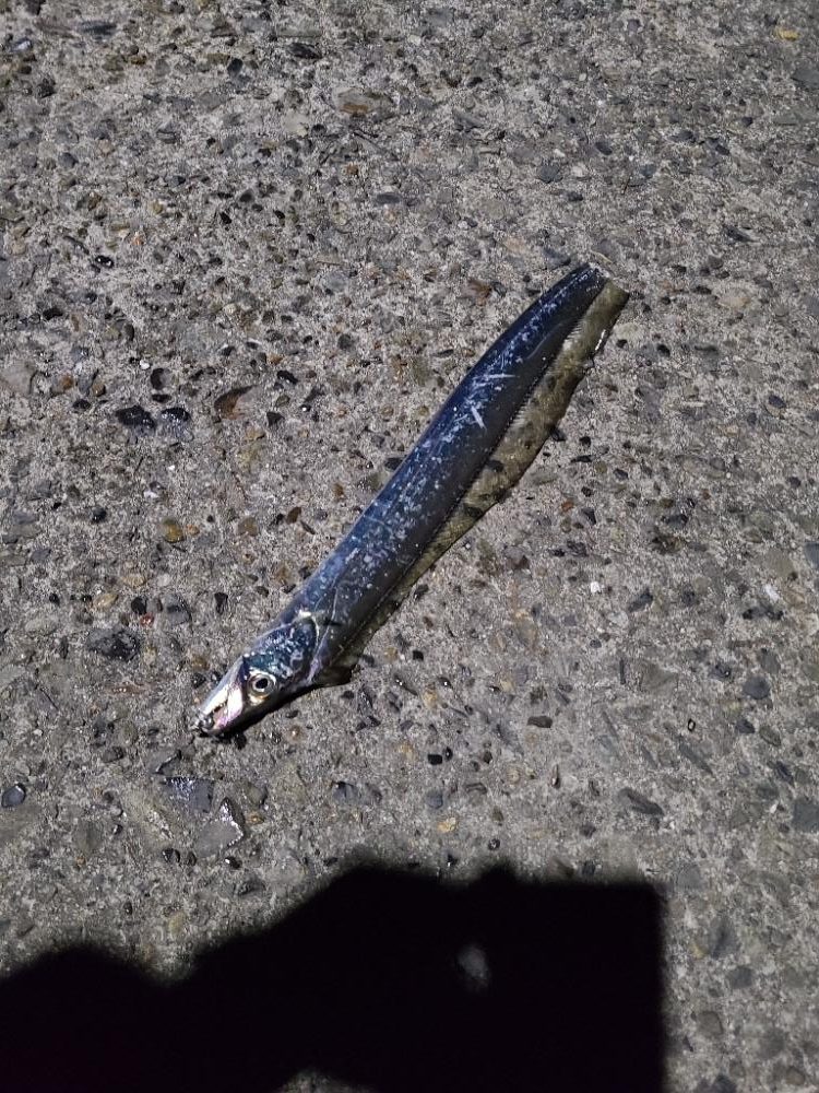 久しぶりの夜釣り