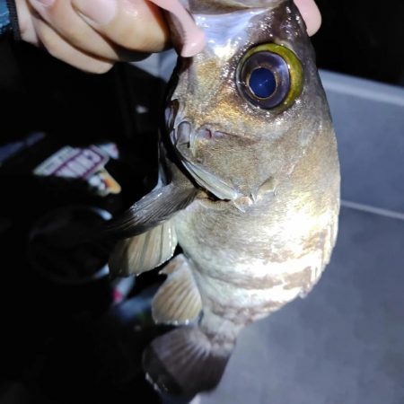 ボートメバリング@神戸