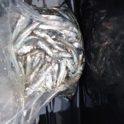 ファミリーフィッシング