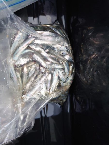 ファミリーフィッシング