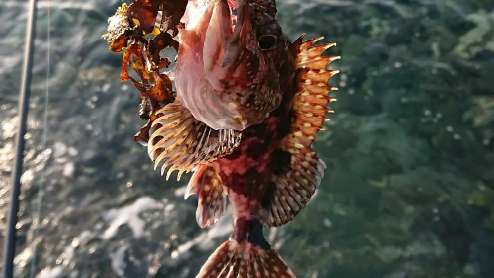 対馬エギング釣果……45